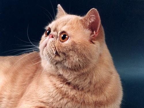 Кошки свойства. Видео о лечащих кошках 12