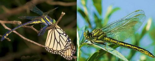 Интересные факты о стрекозах. Интересные факты про стрекоз 25