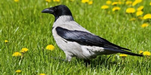 Сколько лет живут лебеди. Сколько живут лебеди 06 Сколько лет живут лебеди. Сколько живут лебеди 06