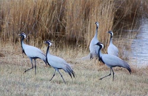 Интересные факты журавль красавка. Птица Красной книги — журавль красавка: интересные факты, фото и картинки, сообщение, где живет и чем питается.