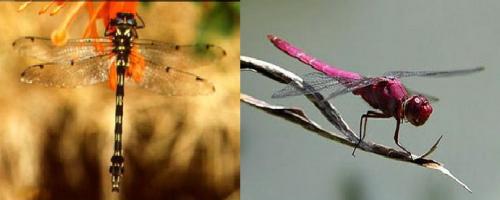 Интересные факты о стрекозах. Интересные факты про стрекоз 24