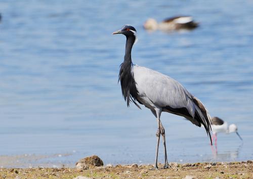 Журавль красавка рисунок. Журавль-красавка – одна из самых красивых птиц
