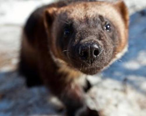 Интересные факты о росомахе. Природные враги росомахи 05