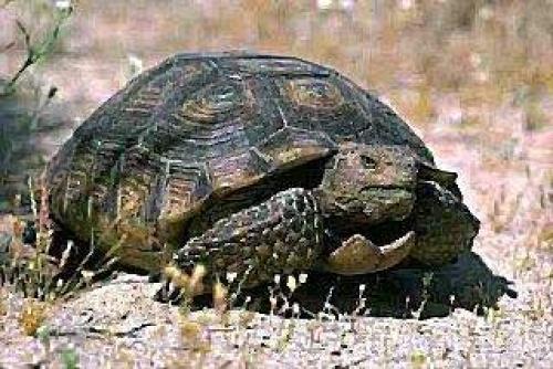 Факты о черепахах для детей. Интересные факты о черепахах