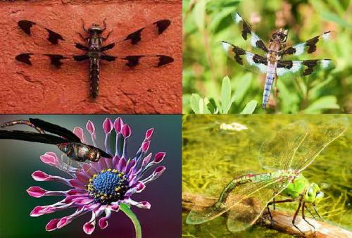 Интересные факты о стрекозах. Интересные факты про стрекоз 22