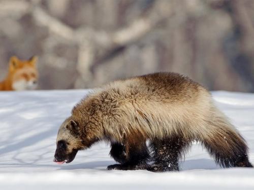 Росомаха животное. Росомаха