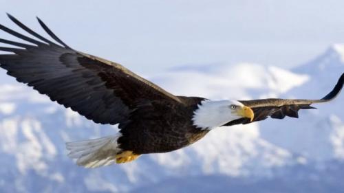 Жизнь орлов. Хищная птица орел: описание жизни орлов, зрение, охота, гнезда и орлята. Виды орлов с фото и видео. 09 Жизнь орлов. Хищная птица орел: описание жизни орлов, зрение, охота, гнезда и орлята. Виды орлов с фото и видео. 09