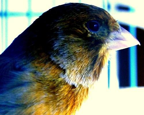 Что делают соловьи. Почему соловьи поют