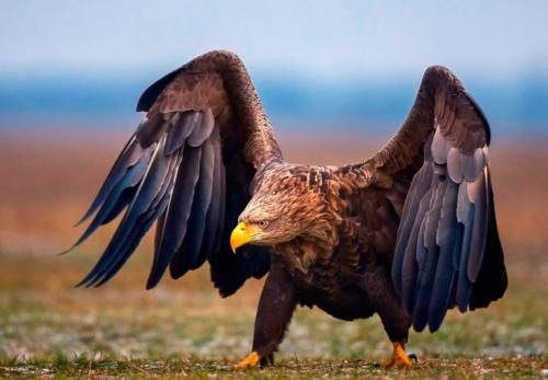 Орел карлик интересные факты. Внешний вид