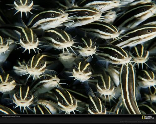 Подводные жители океана. 