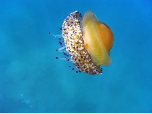 Интересные факты о морских животных. 12 самых невероятных фактов о морских животных, которые заставят вас удивляться!)