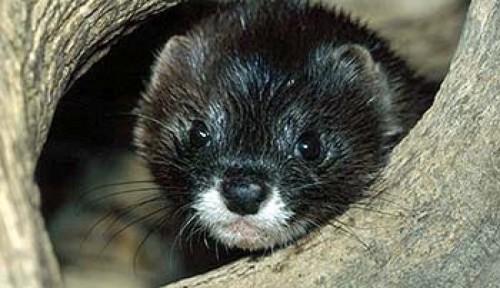 Интересные факты о животных Удмуртии. Животные Красной книги Удмуртии — млекопитающие