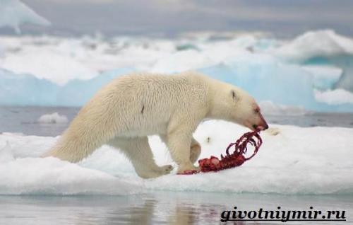 Белый медведь. Питание