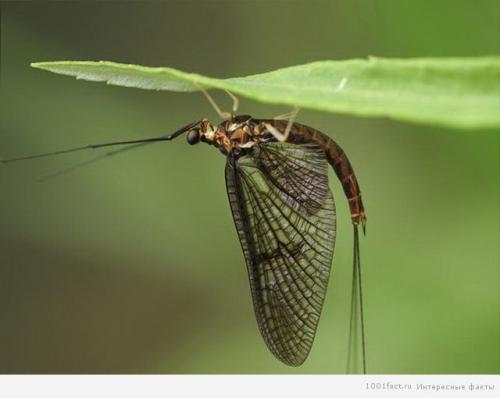 Интересные факты о подёнках. Бабочки-однодневки: некоторые факты