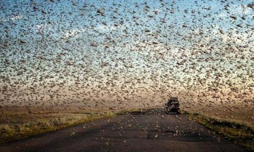 Интересные факты о насекомом. Интересные факты о насекомых + Видео