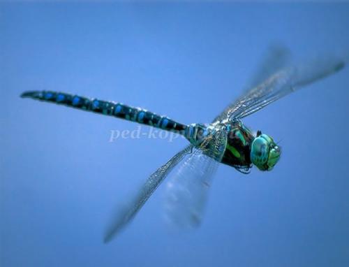 Стрекоза интересные факты для детей. Интересные факты про стрекоз 25