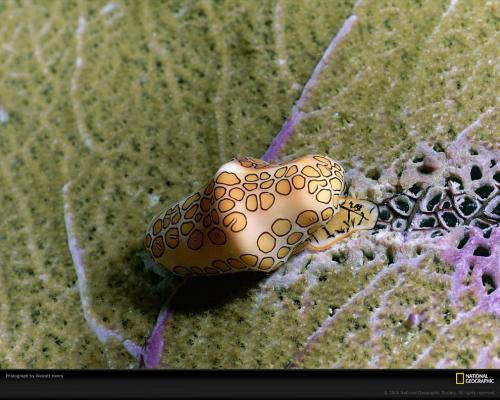 Подводные жители океана. 