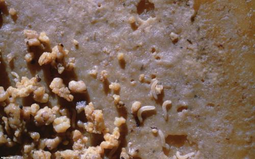 Можно ли есть морских коньков. Еда на грани