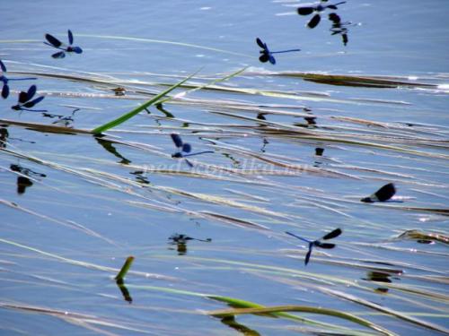 Стрекоза интересные факты для детей. Интересные факты про стрекоз 27