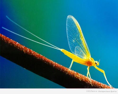 Интересные факты о подёнках. Бабочки-однодневки: некоторые факты