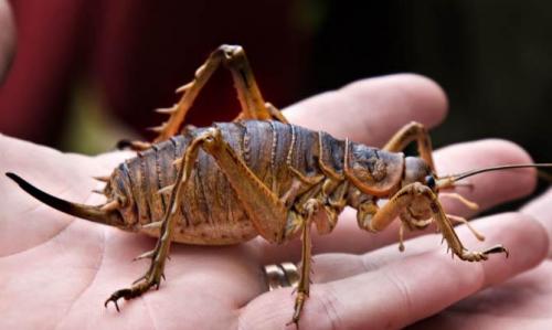 Необычные насекомые и интересные факты о них. Интересные факты о насекомых