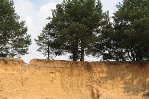 Почва. Выбор оптимальных культур для посадки, в зависимости от вида и типа почвы