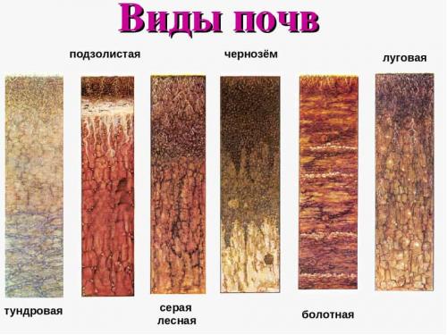 Почва. Выбор оптимальных культур для посадки, в зависимости от вида и типа почвы