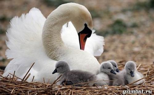 Виды лебедей. Описание и особенности лебедя