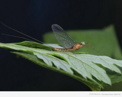Интересные факты о подёнках. Бабочки-однодневки: некоторые факты