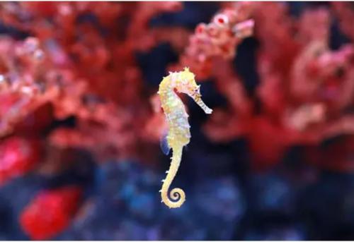 Интересные факты о морских животных. 12 самых невероятных фактов о морских животных, которые заставят вас удивляться!)