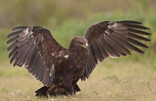 Про орлов интересные факты. Интересные факты об орлах (5 фото) 02