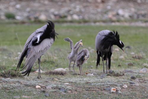 Журавль красавка рисунок. Журавль-красавка – одна из самых красивых птиц
