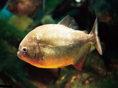 Интересные факты о морских животных. 12 самых невероятных фактов о морских животных, которые заставят вас удивляться!) 25