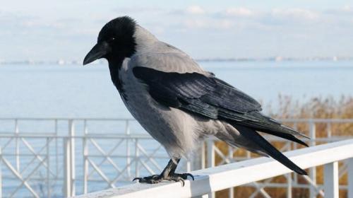 Лебедь сколько лет живет. Сколько живут лебеди 04