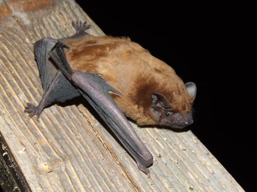 Интересные факты о животных Удмуртии. Животные Красной книги Удмуртии — млекопитающие