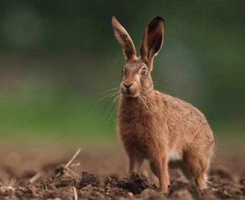 Факты о зайцах 02