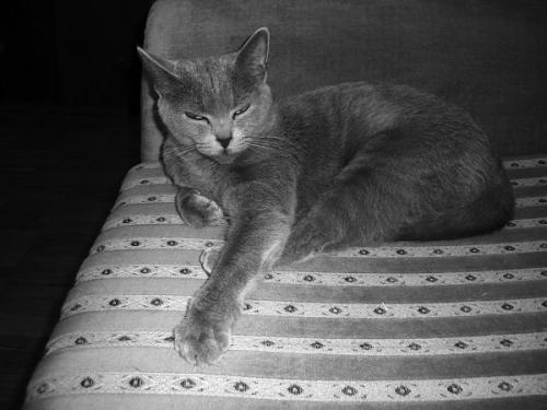 Кошки свойства. Видео о лечащих кошках 13