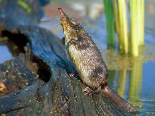 Интересные факты о животных Удмуртии. Животные Красной книги Удмуртии — млекопитающие