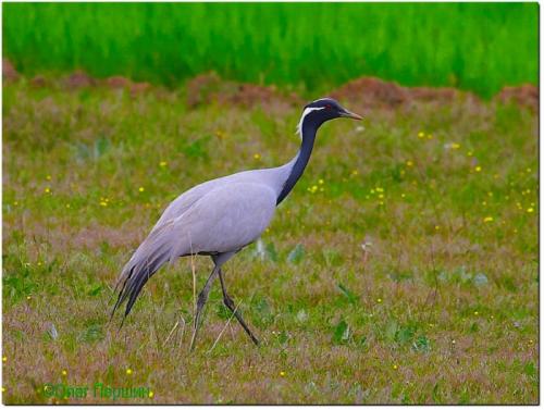 Интересные факты журавль красавка. Птица Красной книги — журавль красавка: интересные факты, фото и картинки, сообщение, где живет и чем питается.