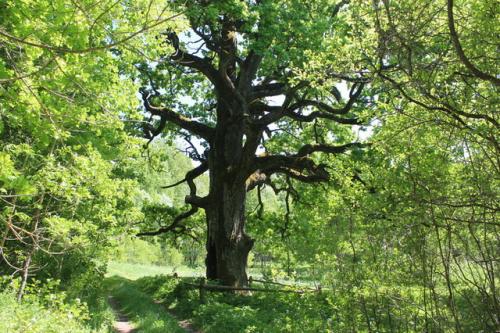 Беларусь интересные факты о стране. Общие интересные факты о Беларуси 01