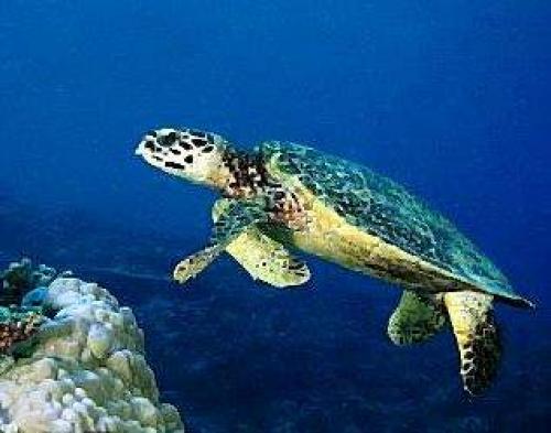 Факты о черепахах для детей. Интересные факты о черепахах