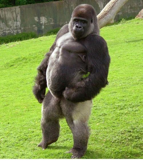 Про обезьян интересные факты. Интересные факты об обезьянах. 04