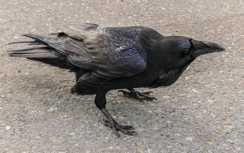 Что ворона делает. Социальная структура и размножение 07
