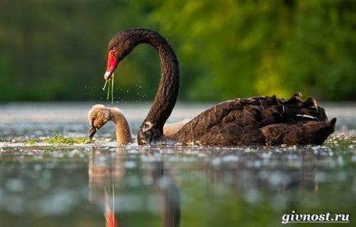 Виды лебедей. Описание и особенности лебедя