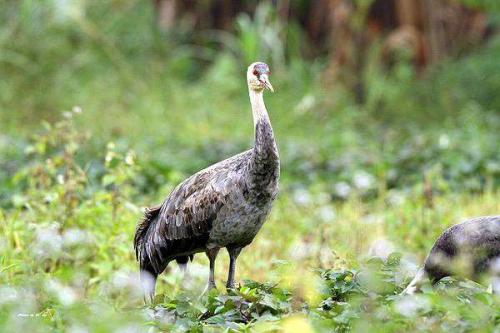 Журавли интересные факты. Самая интересная информация о журавлях 06