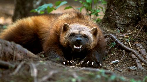 Что ест росомаха. Чем питается и как охотится росомаха?