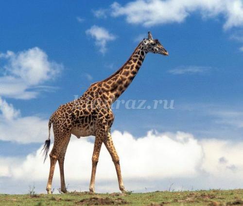 Слон интересные факты. Интересные факты о слонах. 22