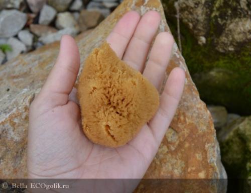 Губки морские интересные факты. 13 интересных фактов о морских губках 04