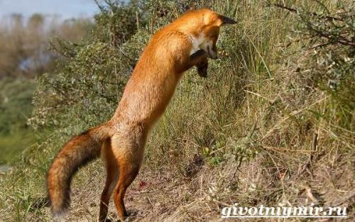 Лиса описание. Характер и образ жизни лисы