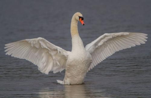 Где живут лебеди. Характер и образ жизни